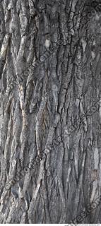 Trees Bark 0001